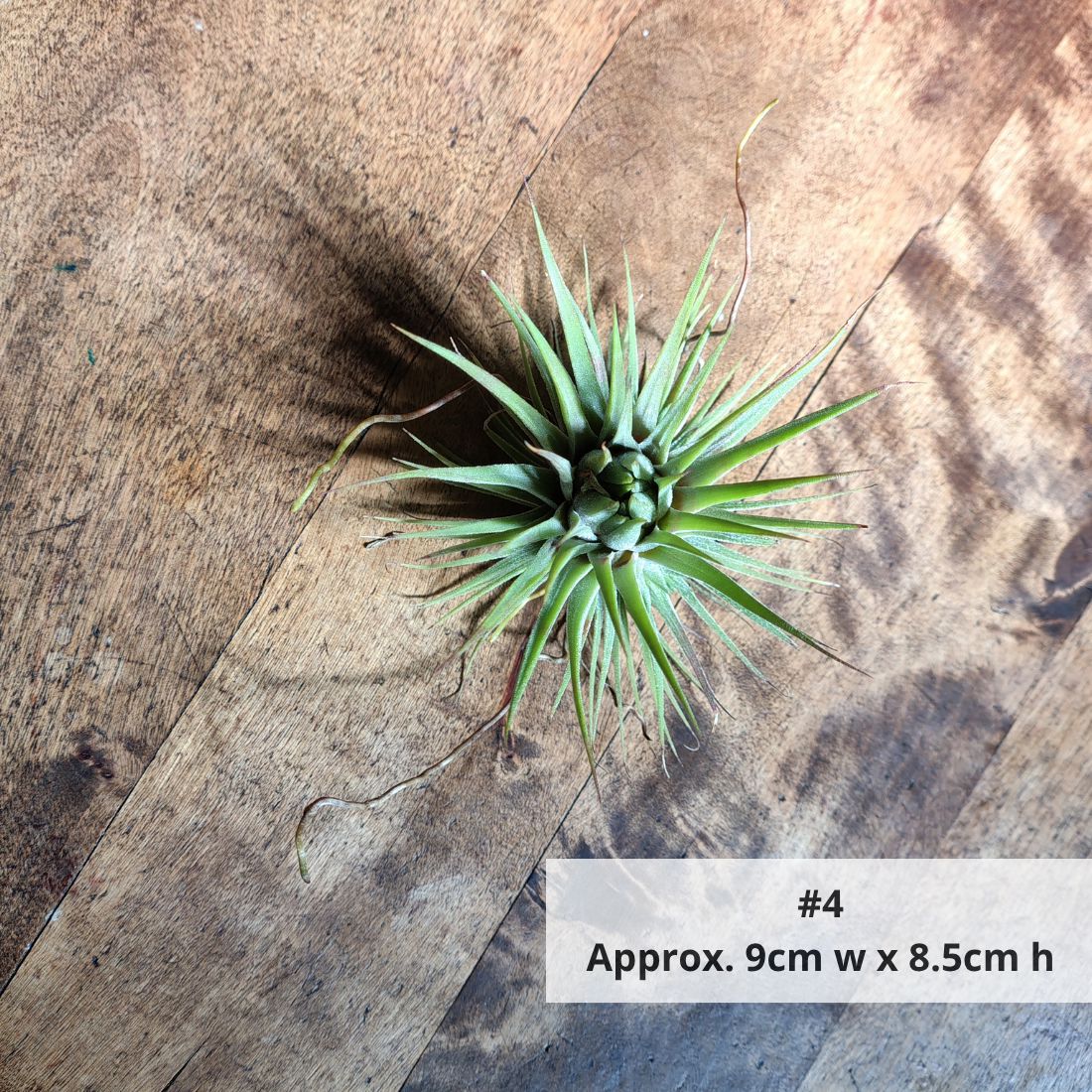 Air Plant Assorted (Tillandsia) - Medium Air Plant Plant Folk Store #4 