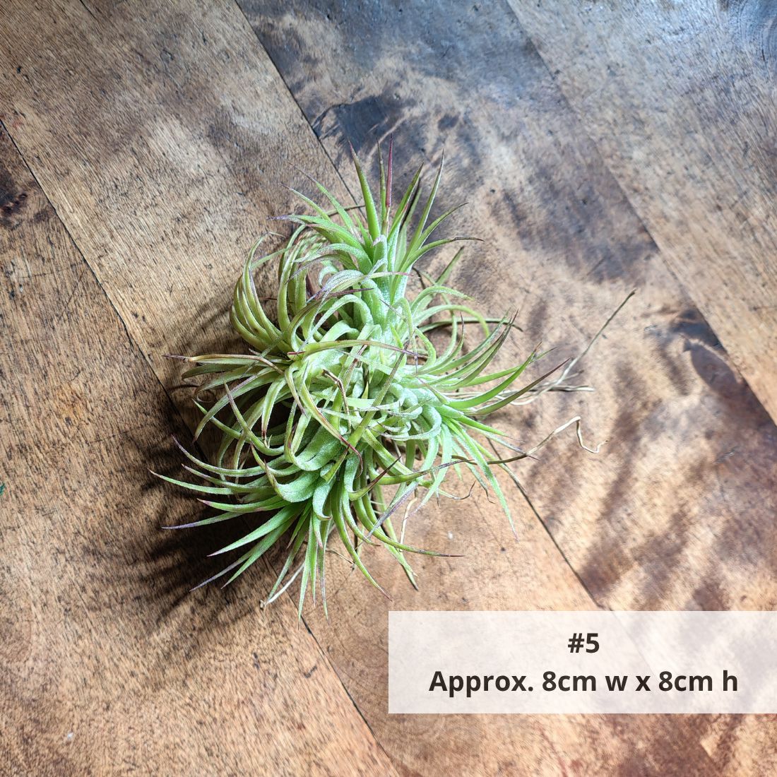 Air Plant Assorted (Tillandsia) - Medium Air Plant Plant Folk Store #5 