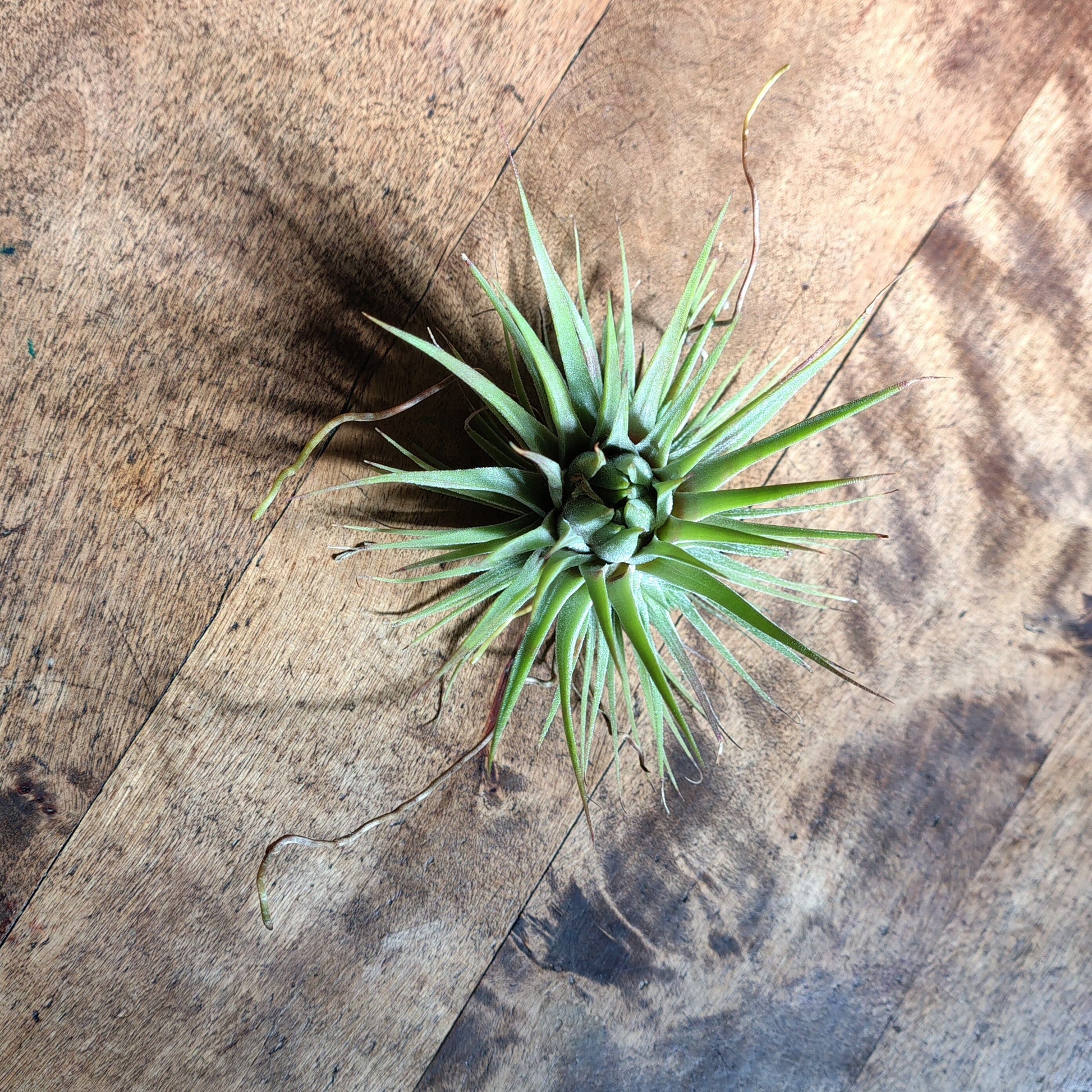 Air Plant Assorted (Tillandsia) - Medium Air Plant Plant Folk Store 