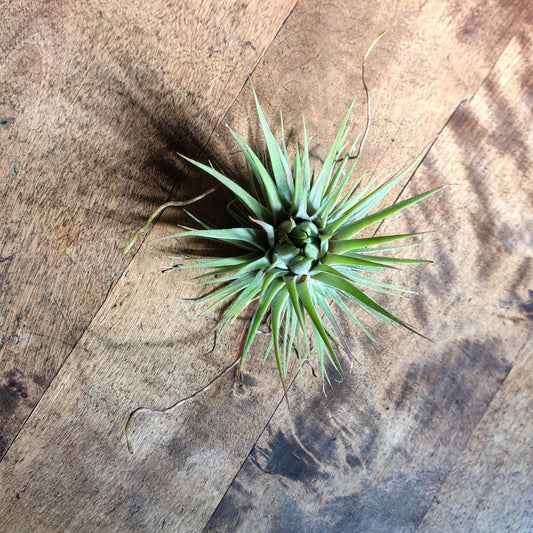 Air Plant Assorted (Tillandsia) - Medium Air Plant Plant Folk Store 