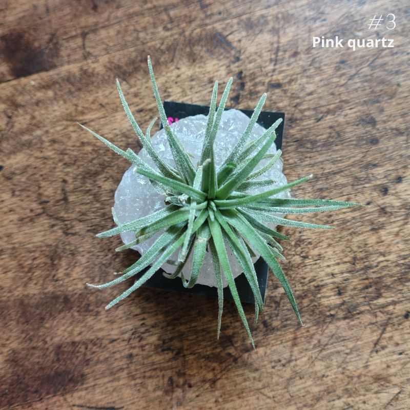 Air Plant Crystal (Tillandsia) Air Plant Plant Folk Store 