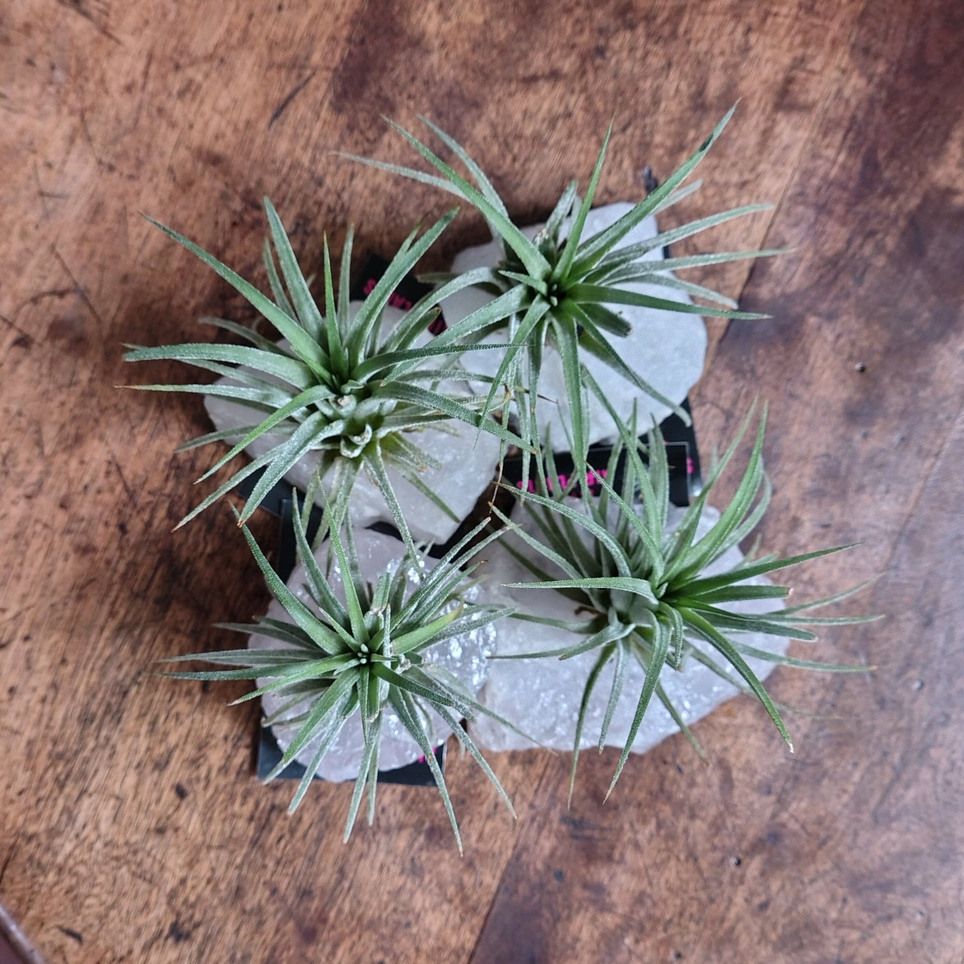 air plant crystals Air Plant Crystal (Tillandsia)