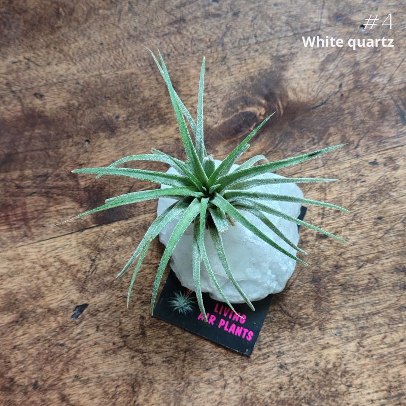 Air Plant Crystal (Tillandsia) Air Plant Plant Folk Store 