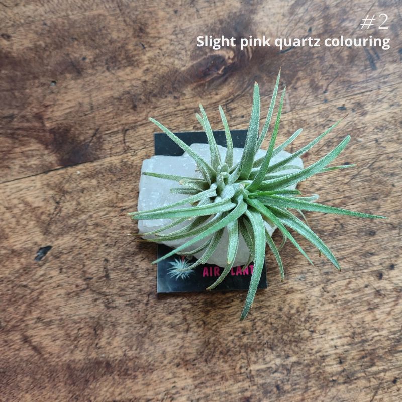 Air Plant Crystal (Tillandsia) Air Plant Plant Folk Store 