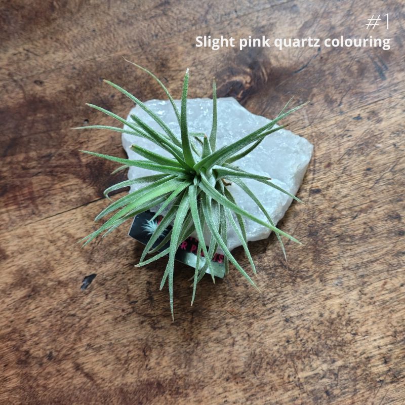 Air Plant Crystal (Tillandsia) Air Plant Plant Folk Store 