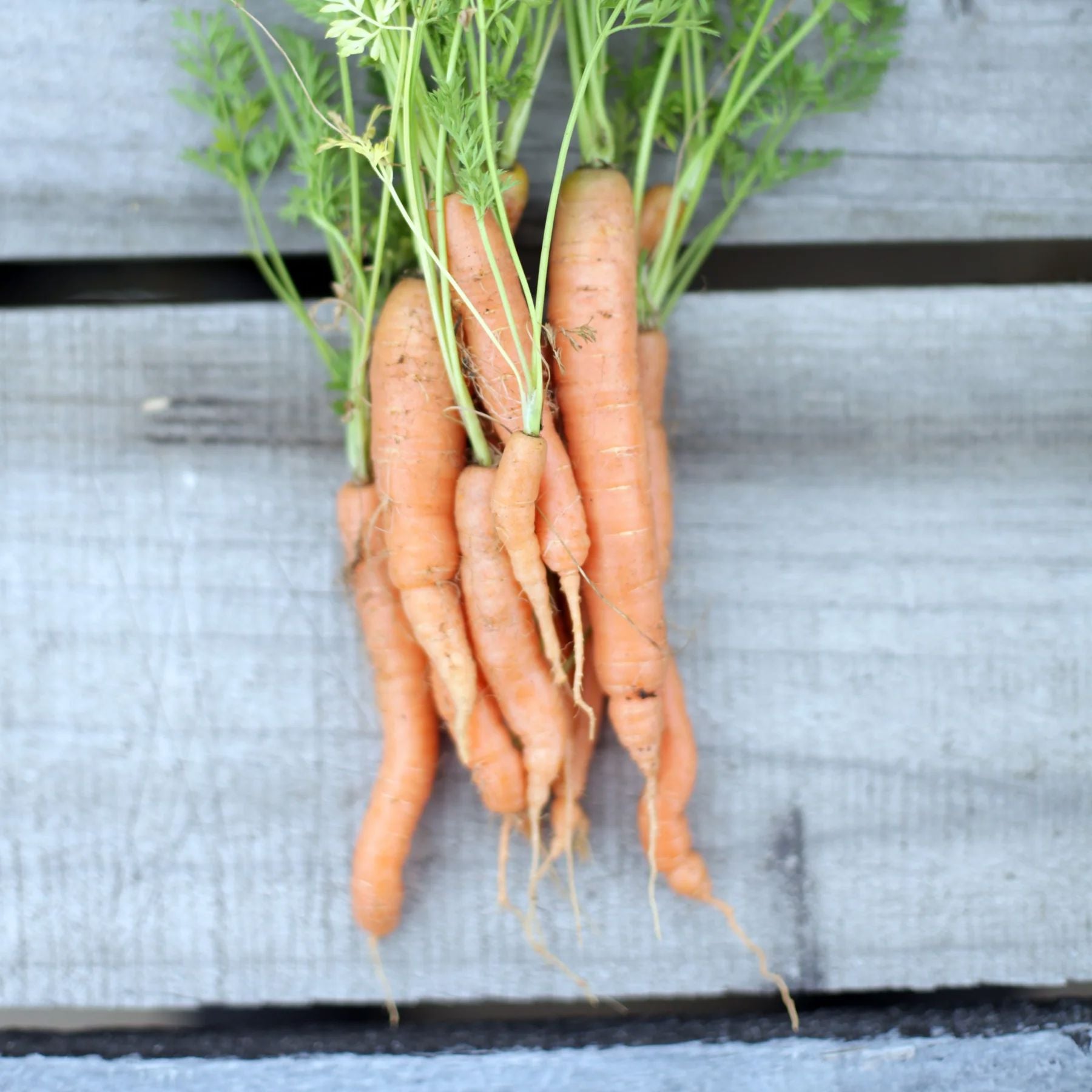 Carrot "Baby Amsterdam" Heirloom Seeds Vegetable Seeds The LIttle Vege Patch Co 