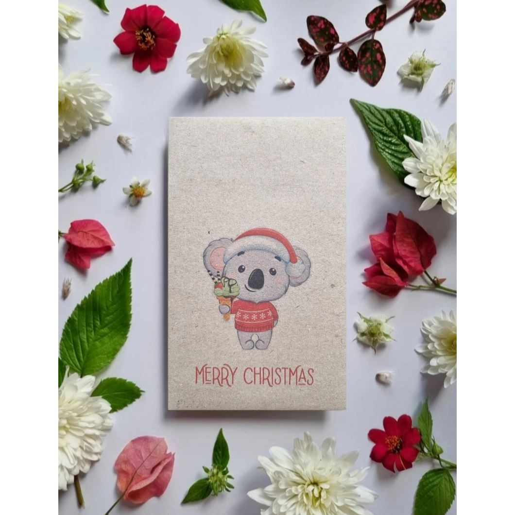 Christmas Koala - Australian Wildflower Seeds Seeds Bee Kind Australia 