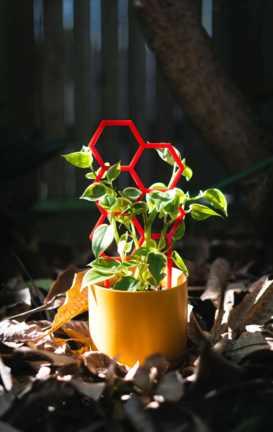 Honey's Coloured Hex Plant Climber - Black Plant Climber Honey's Plant Climbers 