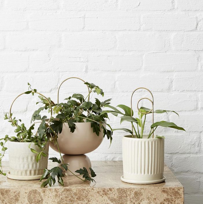 Ivy Muse Brass Plant Stake - Circle Plant Stake The Plant Runner 