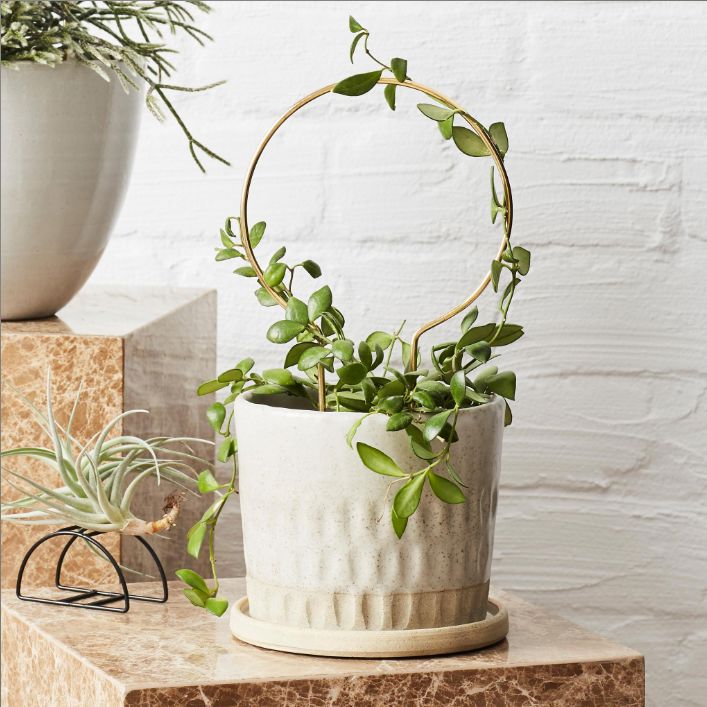 Ivy Muse Brass Plant Stake - Circle Plant Stake The Plant Runner 