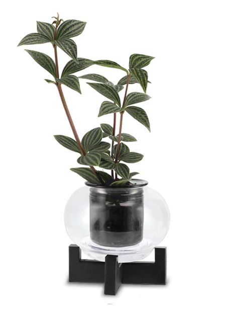 Metal Stand by Cup O Flora CUP O FLORA® 