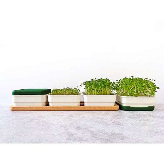 Micropod Continuous Grow Kit - Avocado Microgreens Grow Kit Micropod 