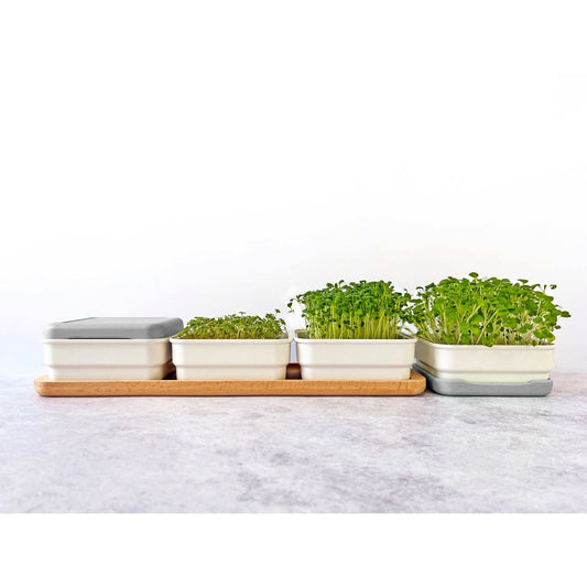 Micropod Continuous Grow Kit - Stone Microgreens Grow Kit Micropod 