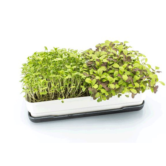 Micropod Starter Kit - Charcoal Microgreens Grow Kit Micropod 
