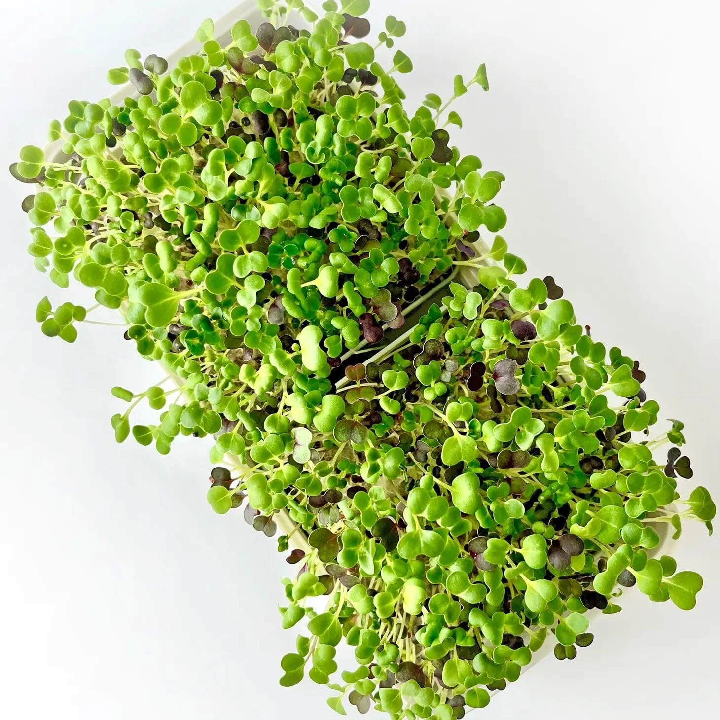 Micropod Starter Kit - Charcoal Microgreens Grow Kit Micropod 