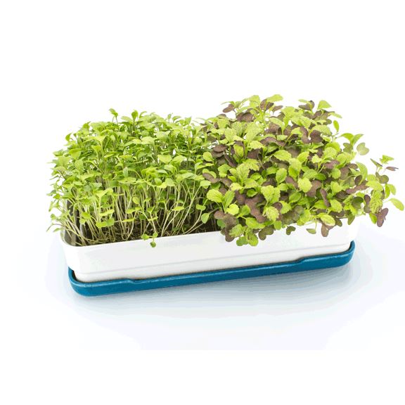 Micropod Starter Kit - Deep Sea Microgreens Grow Kit Micropod 