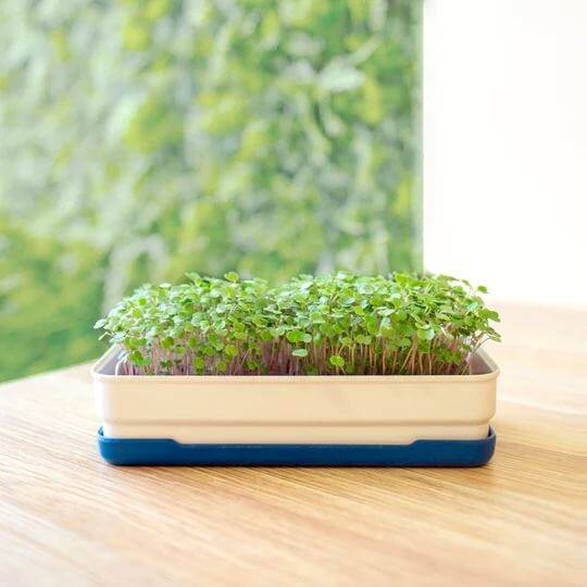 Micropod Starter Kit - Dijon Microgreens Grow Kit Micropod 