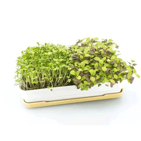 Micropod Starter Kit - Dijon Microgreens Grow Kit Micropod 