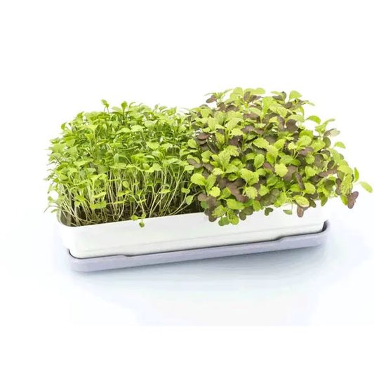 Micropod Starter Kit - Lavender Microgreens Grow Kit Micropod 