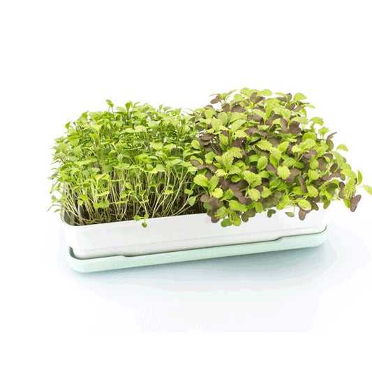 Micropod Starter Kit - Seafoam Microgreens Grow Kit Micropod 