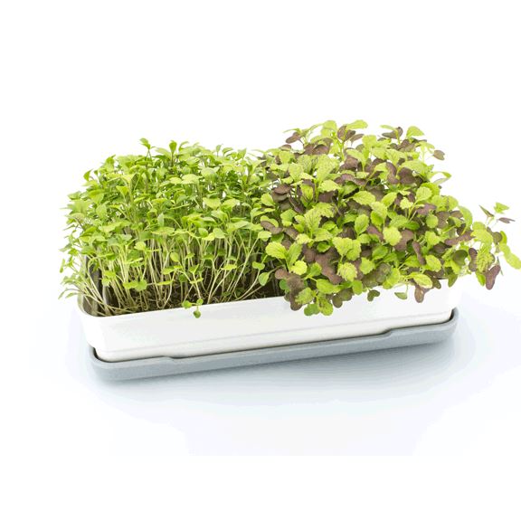 Micropod Starter Kit - Stone Microgreens Grow Kit Micropod 