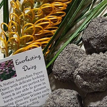 Native Pink & White Everlasting Daisies Seed Bombs - 6 pcs Seed Bombs Aussie Seed Bombs 