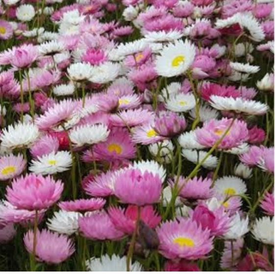 Native Pink & White Everlasting Daisies Seed Bombs - 6 pcs Seed Bombs Aussie Seed Bombs 