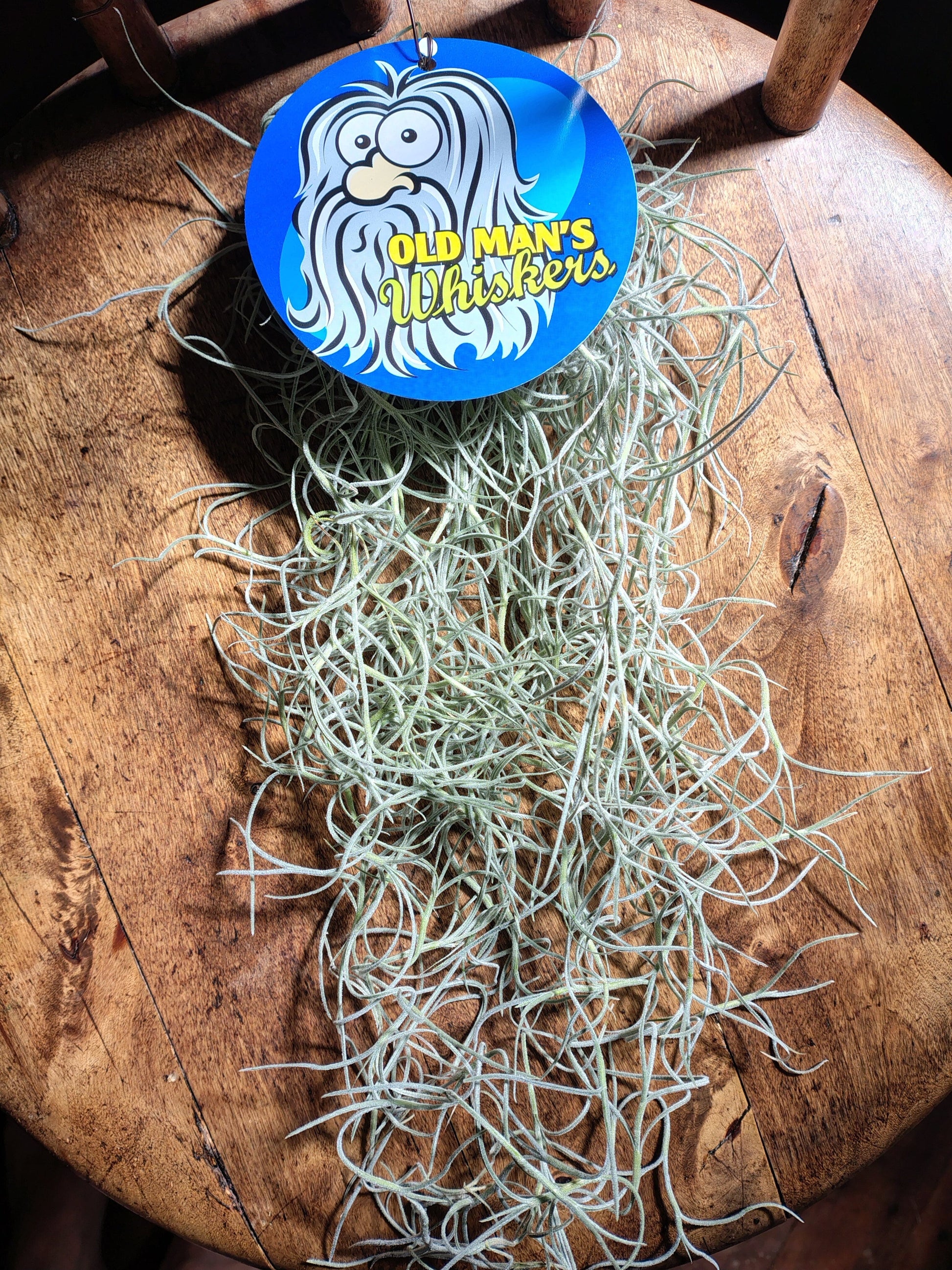 Spanish Moss (Tillandsia Usneoides) Spanish Moss Plant Folk Store 