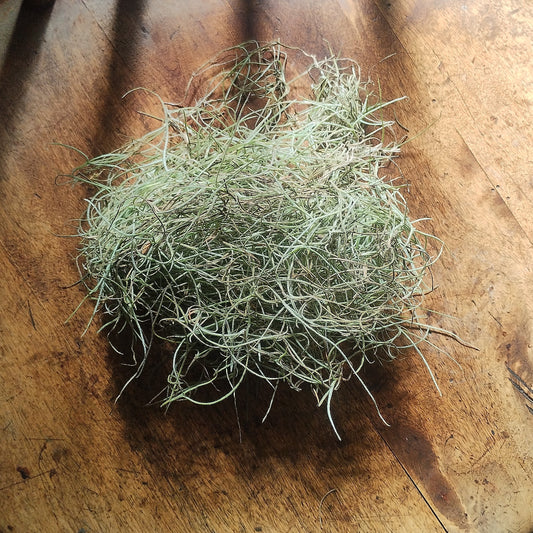 Spanish Moss (Tillandsia usneoides)