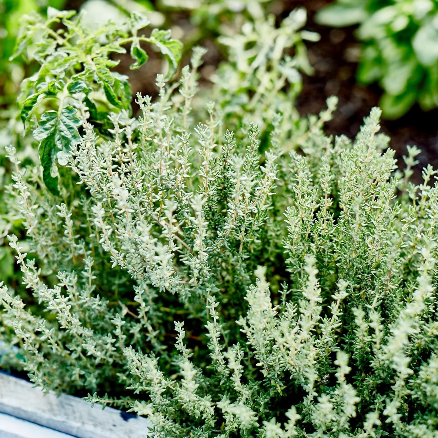 Thyme "Summer" Heirloom Seeds Herb Seeds The LIttle Vege Patch Co 