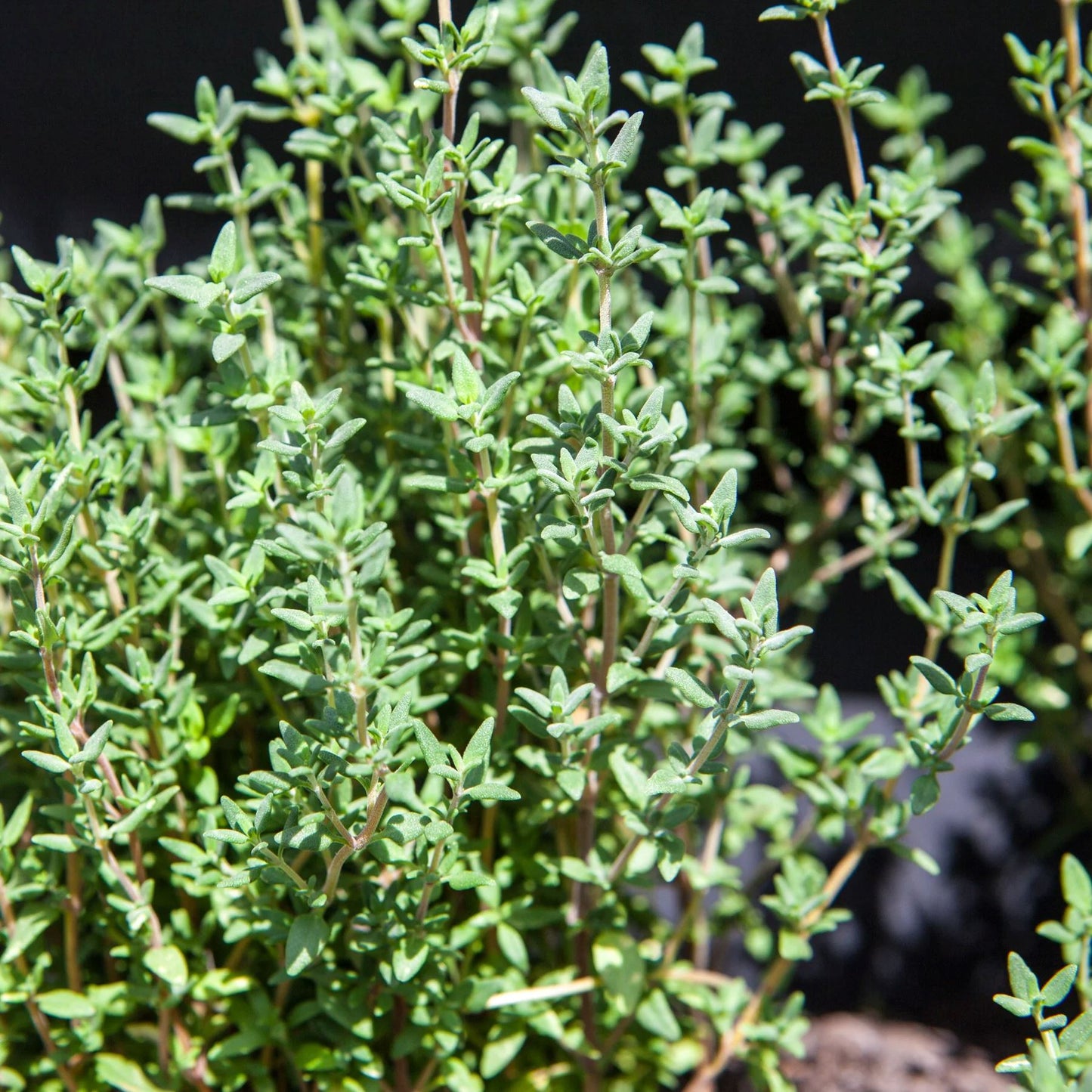 Thyme "Summer" Heirloom Seeds Herb Seeds The LIttle Vege Patch Co 