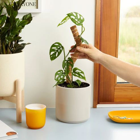 We The Wild Coco Plant Climber Plant Support Pole We the Wild Plant Care - Australia 