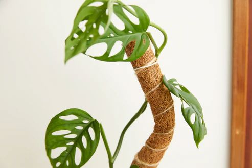 We The Wild Coco Plant Climber Plant Support Pole We the Wild Plant Care - Australia 