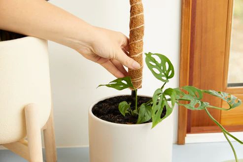 We The Wild Coco Plant Climber Plant Support Pole We the Wild Plant Care - Australia 