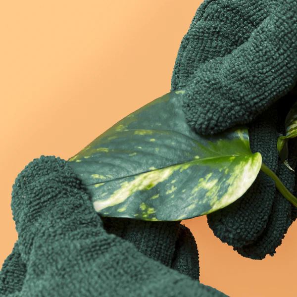 We The Wild Plant Care Leaf Cleaning Gloves *PRE-ORDER* Leaf Cleaning Gloves We the Wild Plant Care - Australia 