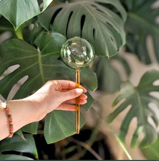 We The Wild Self-Watering Glass Plant Globe Self-Watering Plant Globe We the Wild Plant Care - Australia 