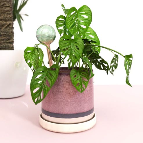 We The Wild Self-Watering Glass Plant Globes - Pk 2 Self-Watering Plant Globe We the Wild Plant Care - Australia 