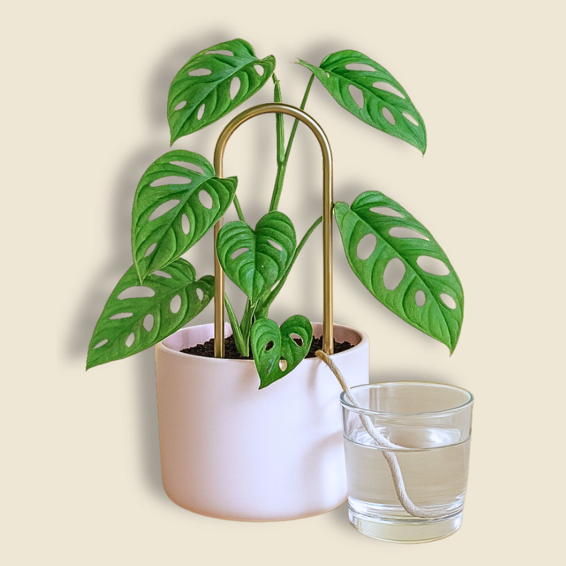 We The Wild Self-Watering Plant Climber Plant Climber We The Wild 