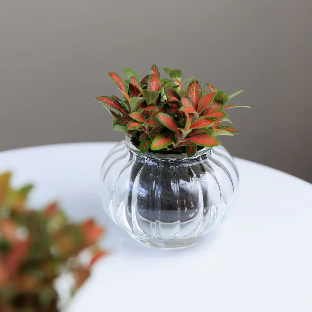 Self watering outlet bowl