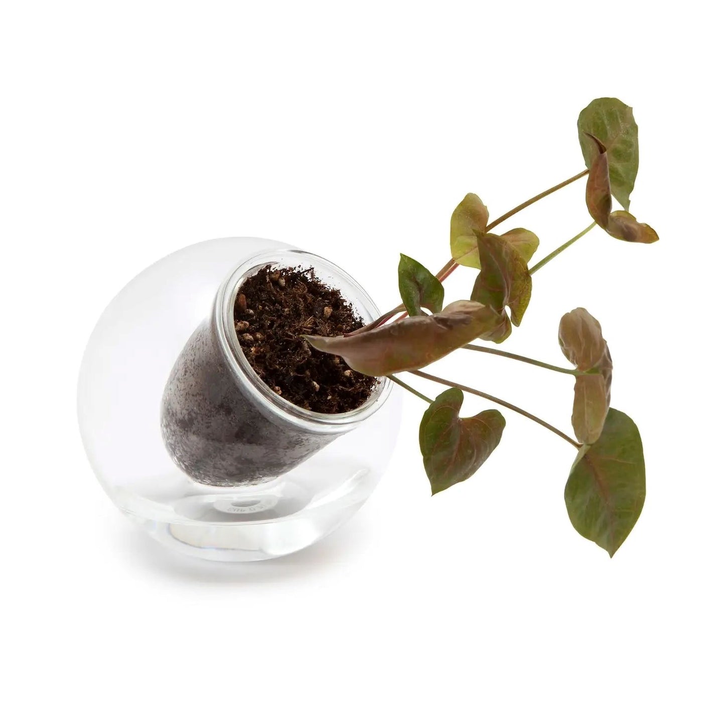 Cup O Flora Self-Watering Planter - Medium Tilt Self-watering Pot CUP O FLORA® 