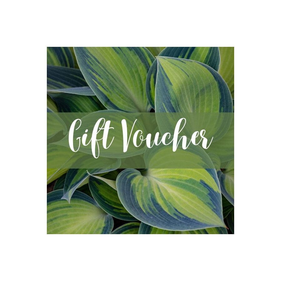 Gift Voucher (e-voucher) Plant Folk 