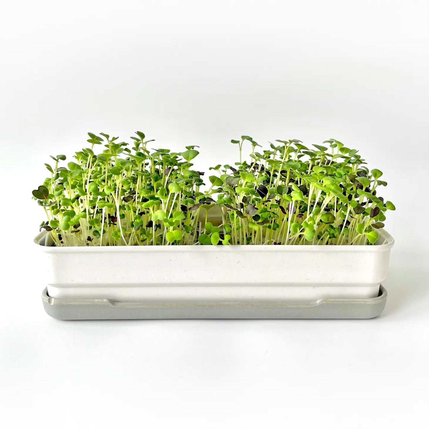 Micropod Starter Kit - Stone Microgreens Starter Kit Micropod 