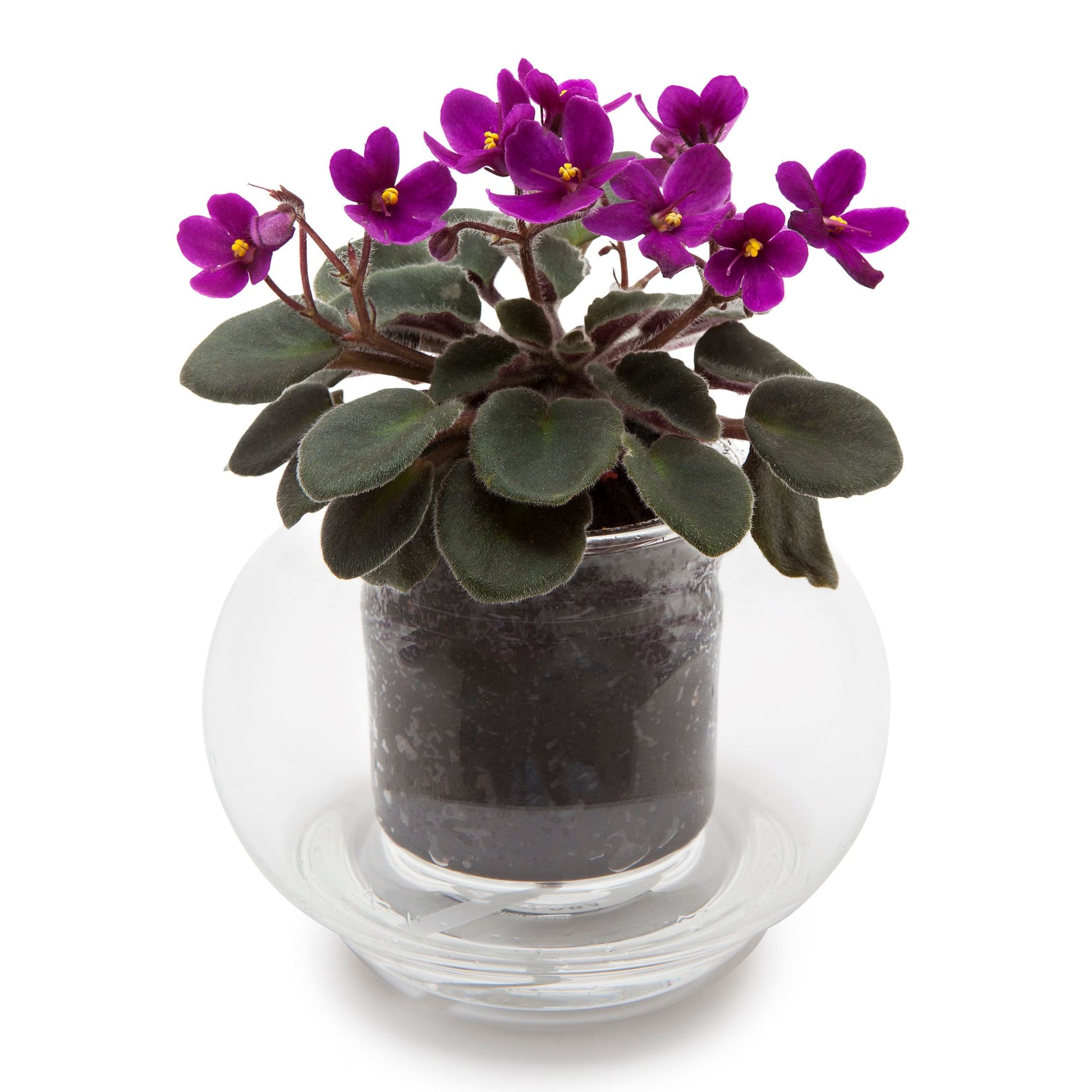 Small Self-Watering Planter CUP O FLORA® 
