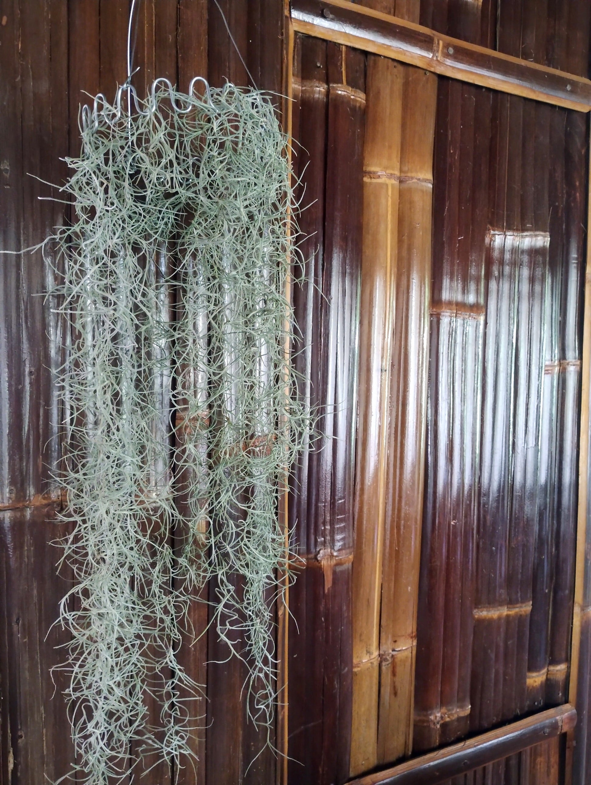 hanging moss plant Spanish Moss (Old Man's Beard) Wire Hanger